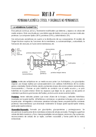 Tema-7-MP-citosol-y-organulos-no-membranosos-copia.pdf