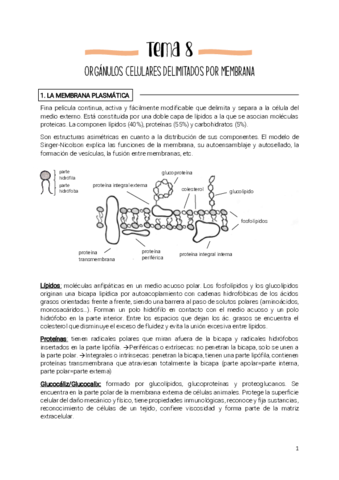 Tema-8-organulos-celulares-delimitados-por-membrana.pdf