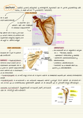 Humero-Omoplato.pdf