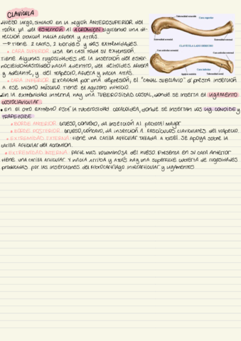 Tp-1Clavicula.pdf