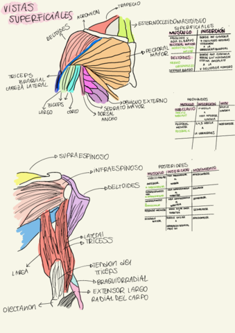 Tp-3Musculos-Hombro.pdf