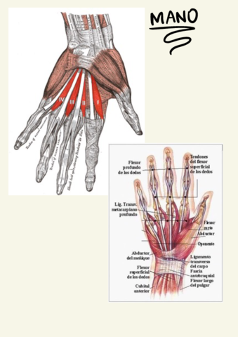 Tp-8Musculos-Mano.pdf