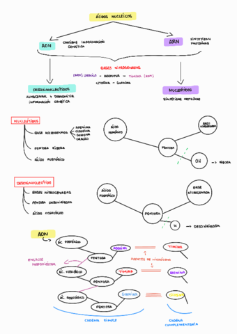 Tema-5-Enzimas-y-acidos-nucleicos-CORREGIDO.pdf