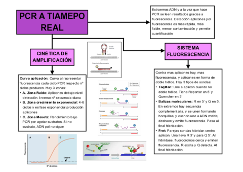 esquema-pcr.pdf