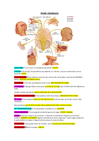 PARES-CRANEALES.pdf