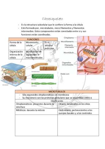 Citoesqueleto-.pdf