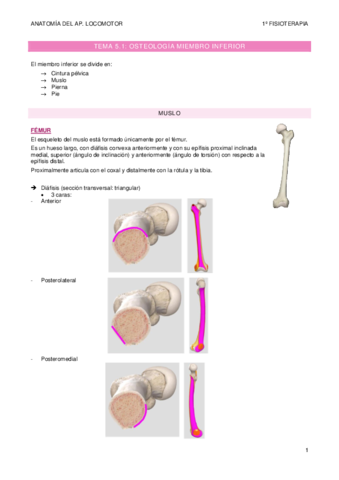 TEMA-5-osteologia-miembro-inf.pdf