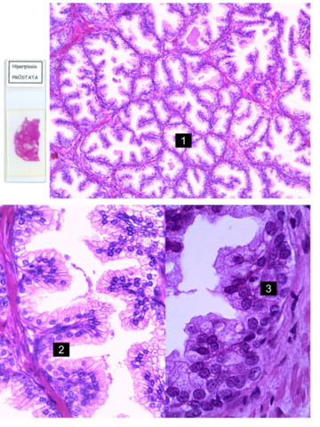 MICROSCOPIAS-APG-UNIDO.pdf