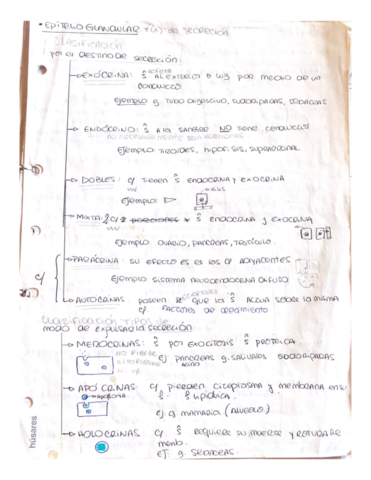 Epitelio-Glandular.pdf