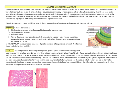 APARATO-REPRODUCTOR-MASCULINO.pdf