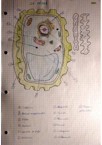 La-celula.pdf