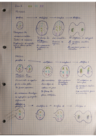 Mitosis-y-mitosis.pdf