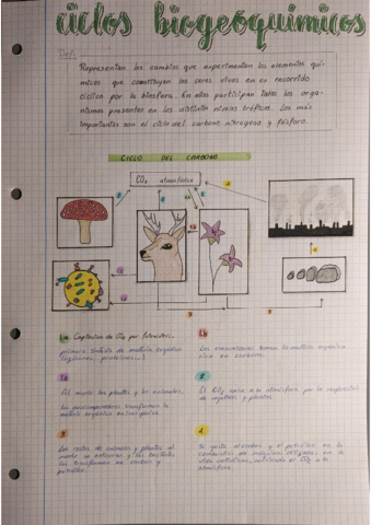 ciclos-biogeoquimicos.pdf