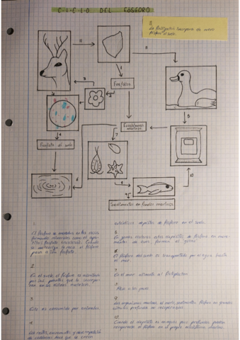 Ciclo-del-fosforo.pdf