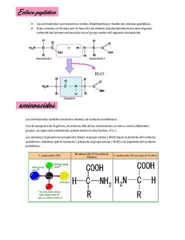 Enlace-peptidico-y-aminoacido-generalidades.pdf