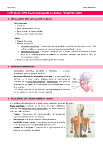 TEMA-25-Sistemas-neuromusculares-del-dorso.pdf