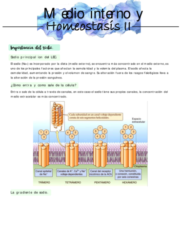hosmeostasis-2.pdf