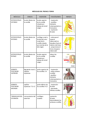 MUSCULOS-DEL-TRONCO.pdf