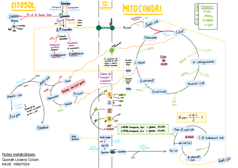 Rutes-metaboliques.pdf