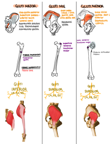 Musculatura-anatomia.pdf