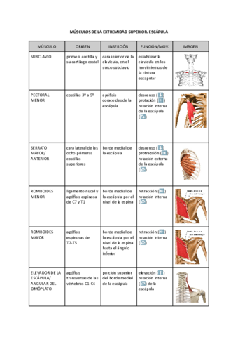 MUSCULOS-DE-LA-EXTREMIDAD-SUPERIOR.pdf