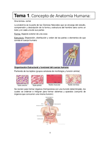Apuntes-de-anatomia-primer-parcial.pdf