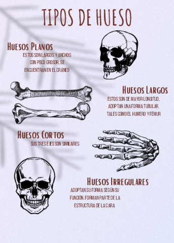 TIPOS-DE-HUESO.pdf