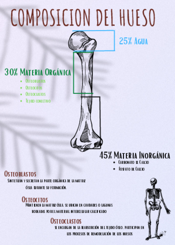 Composicion-del-Hueso.pdf