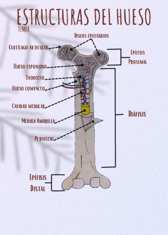 ESTRUCTURAS-DEL-HUESO.pdf