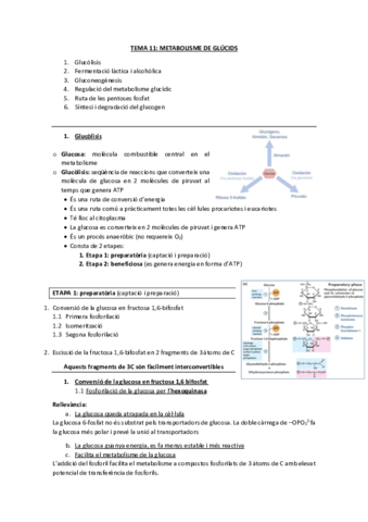 T.11 Met de glúcids