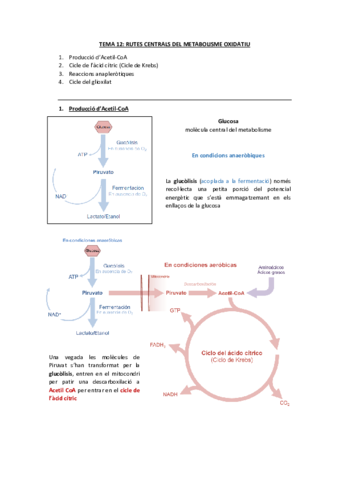 T.12 Rutes centrals del met ox