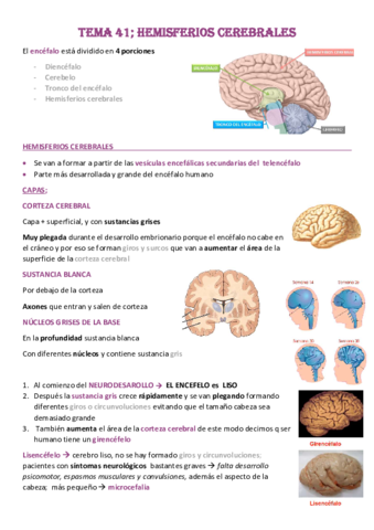 Tema-41-Hemisferios-cerebrales.pdf
