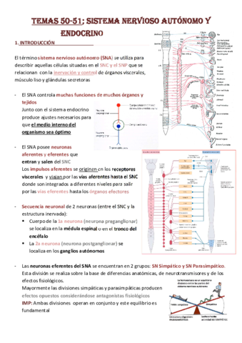 Tema-50-51-Sist-Nervioso-Autonomo-y-Endocrino.pdf