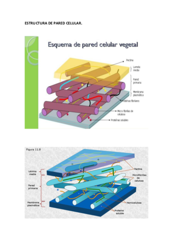 ESTRUCTURA-DE-PARED-CELULAR.pdf