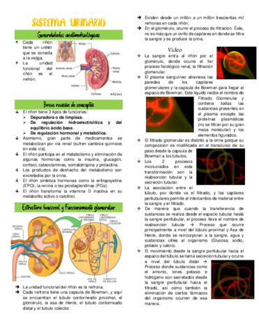 Sistema-urinario-pdf-.pdf