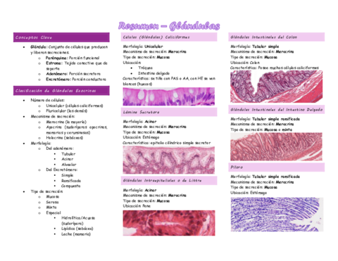 Resumen-Glandulas.pdf