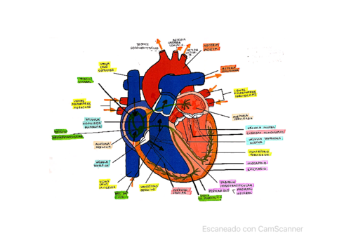 corazon-anatomico.pdf