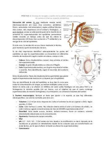 Practicas-repro.pdf