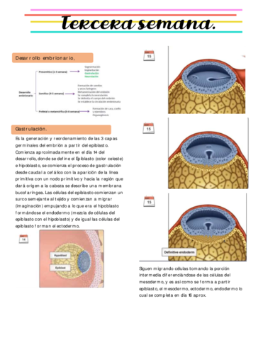 Desarrollo-embrionario.pdf