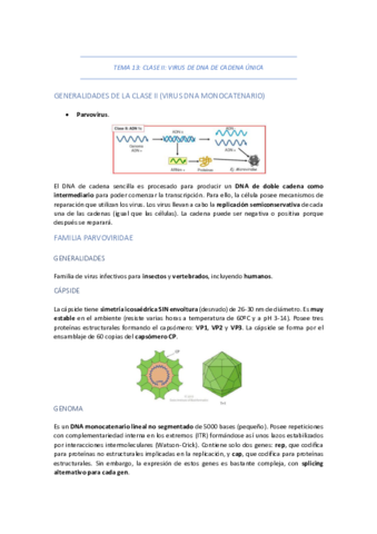 TEMA-13-CLASE-II-VIRUS-DE-DNA-DE-CADENA-UNICA.pdf