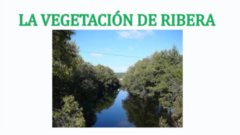 LA-VEGETACION-DE-RIBERA.pdf