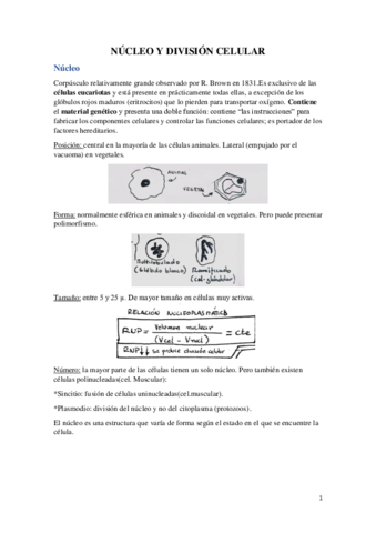 Nucleo-y-division-celular.pdf