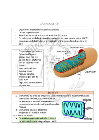 Mitocondria.pdf