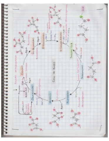 ciclo-de-krebs.pdf