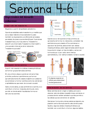Etapa-somitica-del-desarrollo-embrionario.pdf