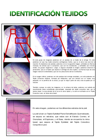 Identificacion-tejidos.pdf