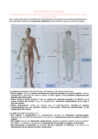 1o-parcial-anatomia.pdf