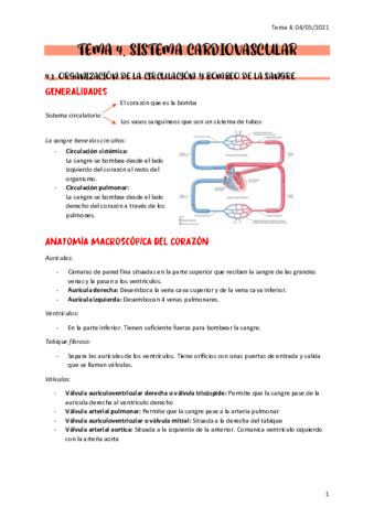 Apuntes-sistema-cardiovascular.pdf
