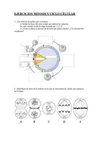 Ejercicios Mitosis y Ciclo Celular.pdf
