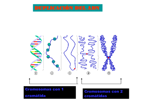 La meiosis.pdf